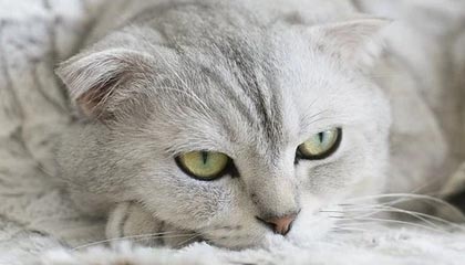 什么是数字货币(什么是数字货币?)