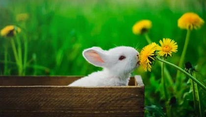 数字货币交易平台在哪里开户