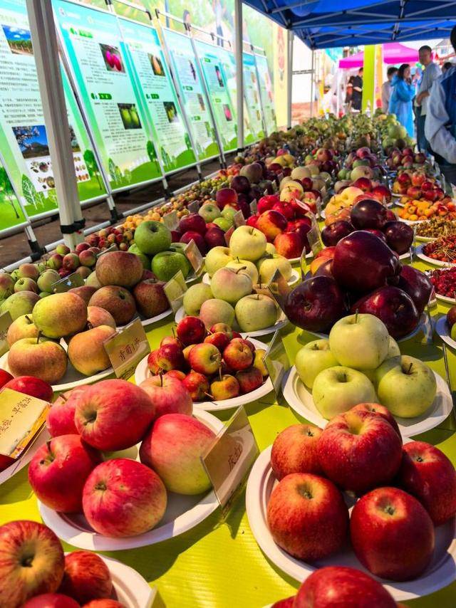 不止“好吃好看”！第八个“中国农民丰收节”上298种苹果和梨“诉说”前生今世