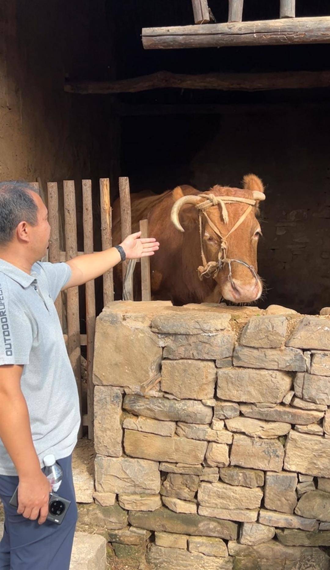 山东一景区被热播剧《生万物》带火，多名剧中角色变npc与游客互动，杨幂“婆家”的独角小牛成团宠