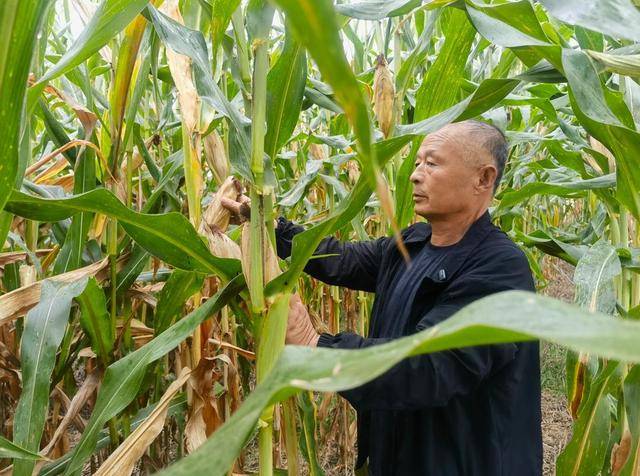 大众日报与16市党报联动，看山东新农人忙农事