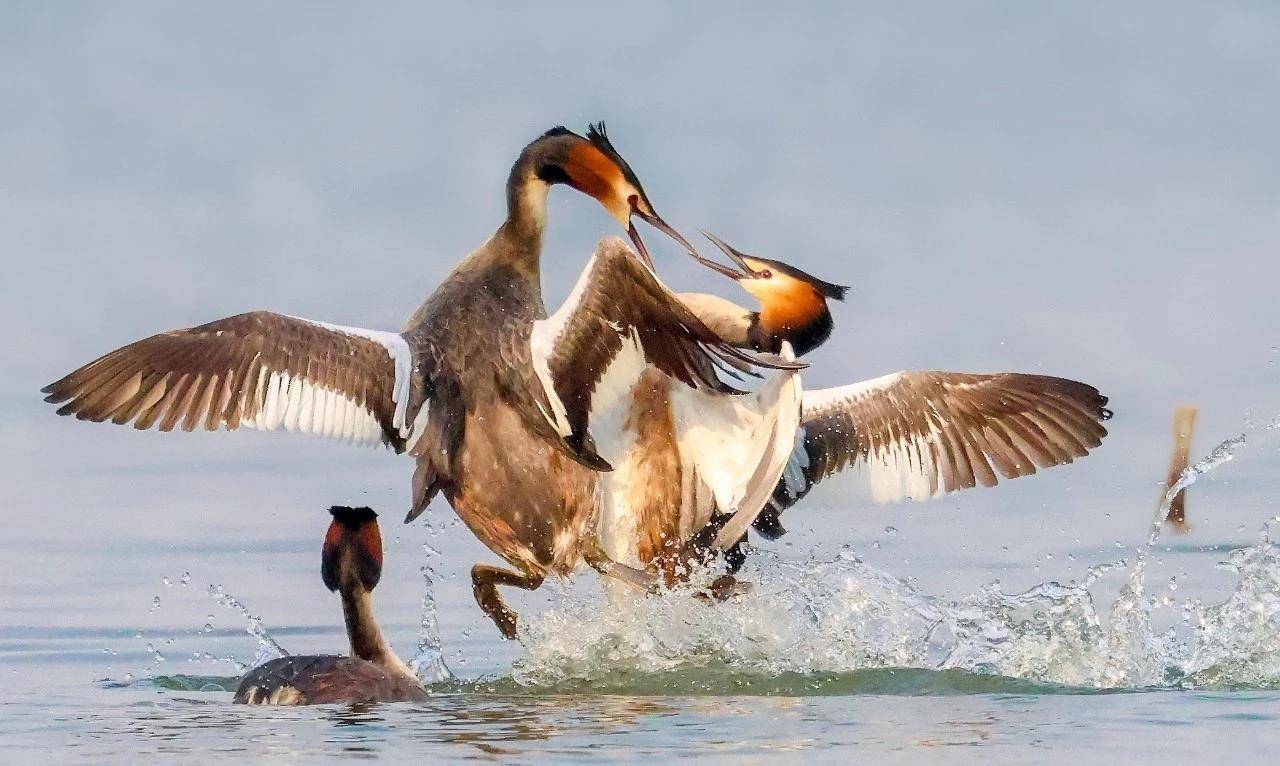 七旬退休大爷痴迷“打鸟”，宁可不吃不喝也要花几万元升级装备