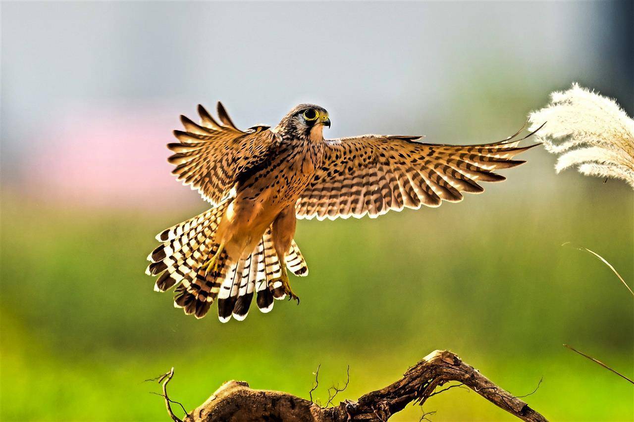 七旬退休大爷痴迷“打鸟”，宁可不吃不喝也要花几万元升级装备