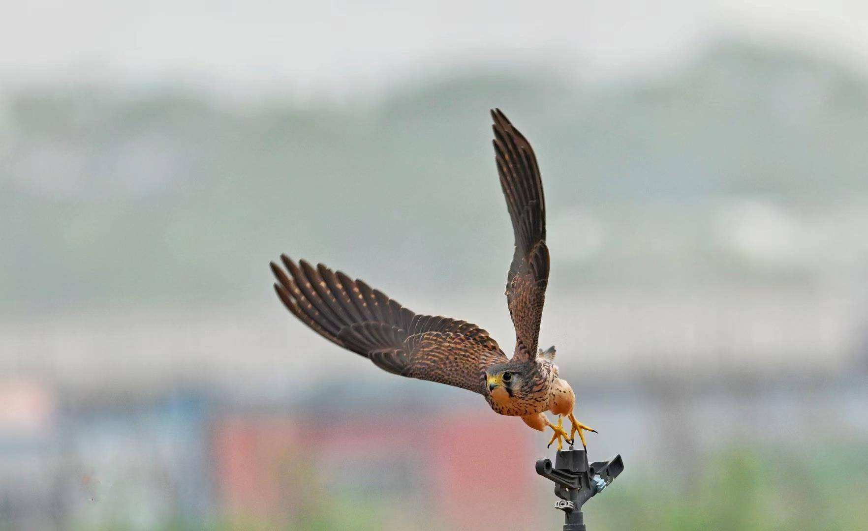 七旬退休大爷痴迷“打鸟”，宁可不吃不喝也要花几万元升级装备