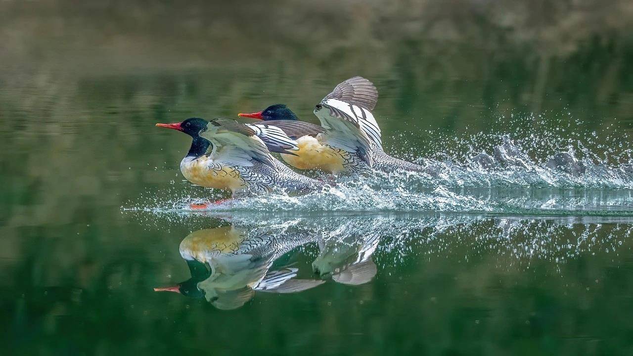 七旬退休大爷痴迷“打鸟”，宁可不吃不喝也要花几万元升级装备