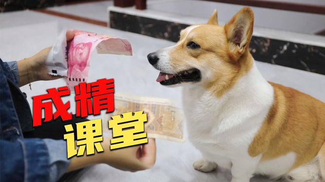 狗狗的十一岁相当于多少人民币(狗狗的十一岁相当于人类的多少岁)