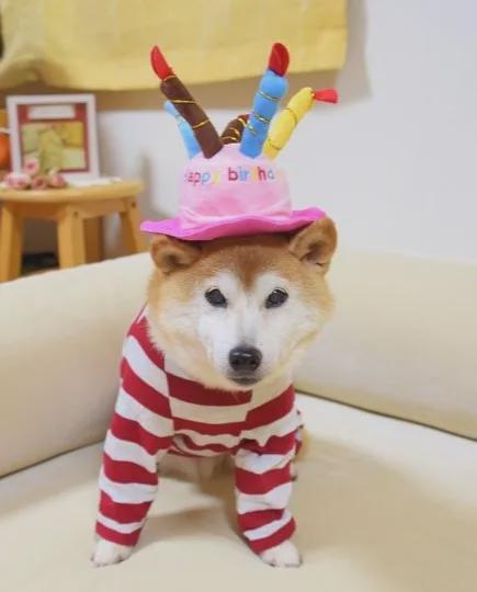 狗狗币最新消息(doge币最新消息)
